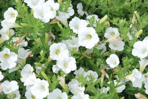 Petunia x hybrida Pop Rocks White