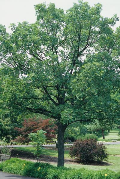 Quercus macrocarpa