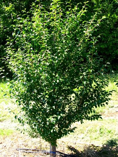 Styrax japonicus