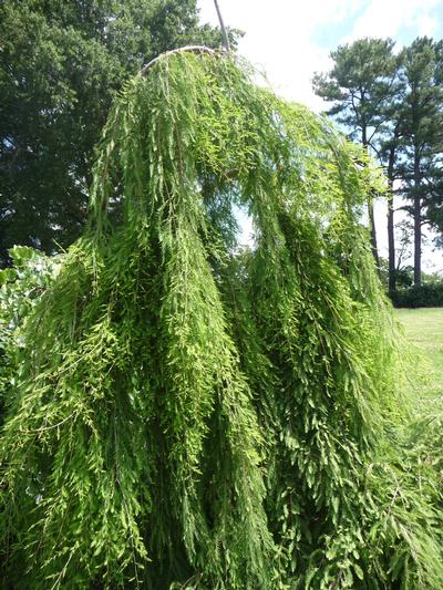 Taxodium distichum Cascade Falls