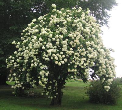 Viburnum lentago