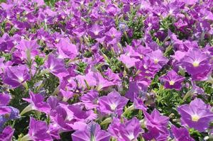 Petunia x hybrida Supertunia® Lavender Skies