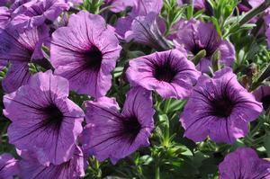 Petunia x hybrida Supertunia® Bordeaux™