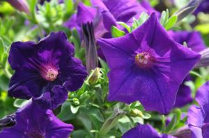 Petunia x hybrida Supertunia® Royal Velvet™