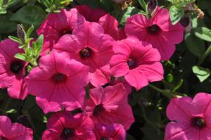 Petunia x hybrida Supertunia® Bubblegum