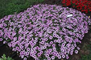 Petunia x hybrida Surfinia® Blue Veined