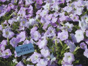 Petunia x hybrida Wave® Misty Lilac