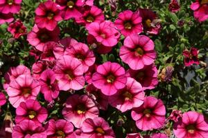 Calibrachoa Hula Cherry