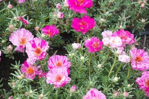 Portulaca x hybrida Happy Trail™ Series