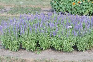 Salvia farinacea Evolution