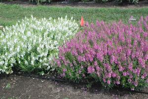 Angelonia Sungelonia Series