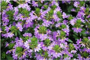 Scaevola aemula New Wonder®