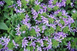 Scaevola aemula Surdiva® Series