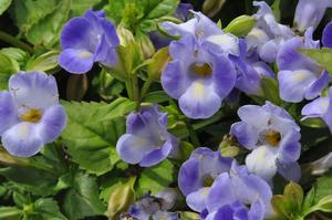 Torenia x hybrida Catalina® Blue