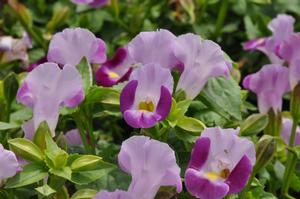 Torenia x hybrida Catalina® Pink