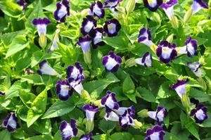 Torenia fournieri Kauai Deep Blue