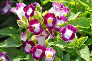 Torenia fournieri Kauai Magenta