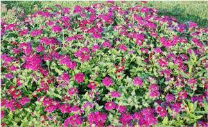 Verbena x hybrida Superbena® Burgundy