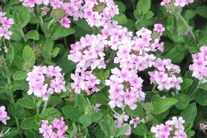 Verbena x hybrida Superbena® Pink Parfait