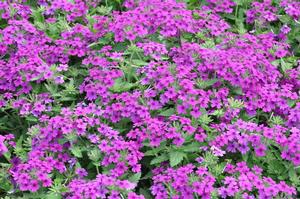 Verbena x hybrida Superbena® Purple