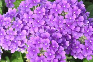 Verbena x hybrida Temari® Blue