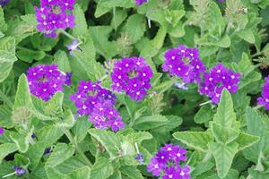 Verbena x hybrida Temari® Patio Blue