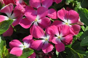 Catharanthus roseus Mediterranean series