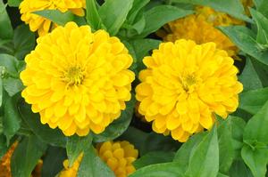 Zinnia violaecae (elegans) Bridesmaid