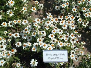 Zinnia angustifolia Crystal White