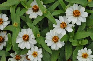 Zinnia hybrid Profusion White