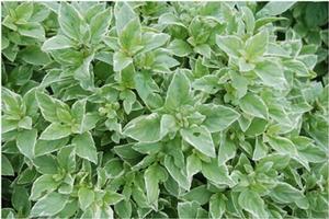 Ocimum citriodorum Pesto Perpetuo