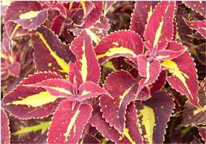 Solenostemon scutellarioides Saturn