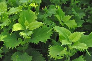 Solenostemon scutellarioides Wasabi