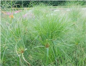 Cyperus papyrus King Tut®