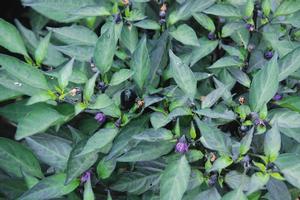 Capsicum annuum Black Olive