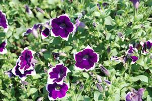 Petunia x hybrida Cascadias Rim Violet