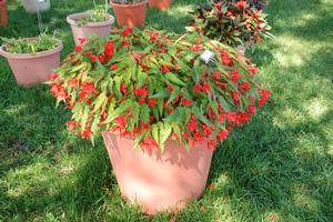 Begonia boliviensis Sparkle Scarlet