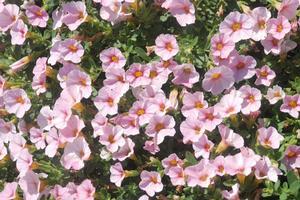 Calibrachoa Superbells® Cherry Blossom