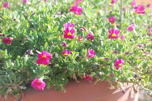 Calibrachoa Superbells® Cherry Red