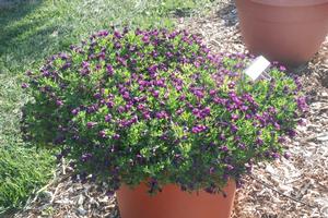 Calibrachoa Superbells® Grape Punch