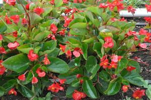 Begonia x benariensis Whopper Series