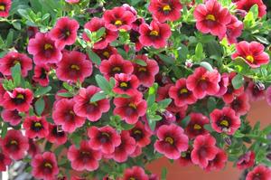 Calibrachoa Superbells® Pomegranate Punch