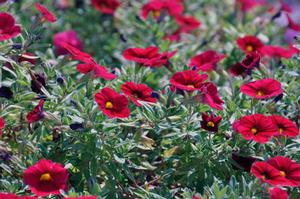 Calibrachoa Superbells® Red