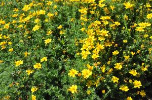 Bidens ferulifolia Goldilocks Rocks®