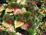 Solenostemon scutellarioides Kong® Salmon Pink