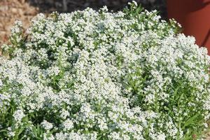 Lobularia maritima Silver Stream™