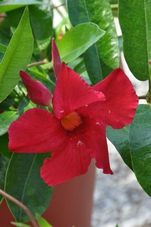 Mandevilla x SunParasol® Giant Crimson