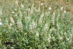 Buddleia davidii Buzz™ Ivory