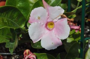 Mandevilla x SunParasol® Giant Pink