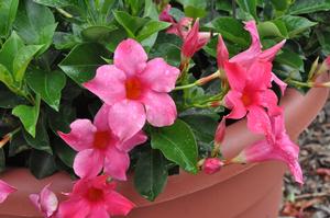 Mandevilla x SunParasol® Pink